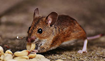 24 Hour & Emergency Exterminators in McDonogh Run, MD